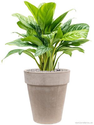 Aglaonema 'Stripes' in Terra Cotta - Vaxtinredarna.se