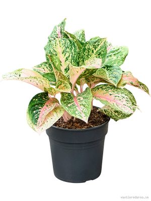 Aglaonema 'Two Tone Moonstone' - Vaxtinredarna.se