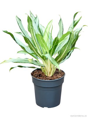 Aglaonema 'White Lance' - Vaxtinredarna.se