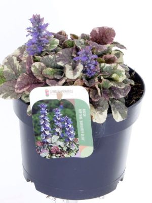 Ajuga reptans 'Burgundy Glow' - Vaxtinredarna.se