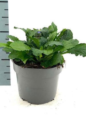 Ajuga reptans - Vaxtinredarna.se