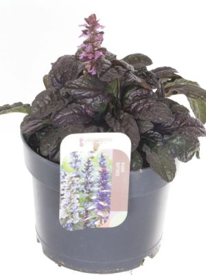 Ajuga reptans 'Midnight Mystery' - Vaxtinredarna.se