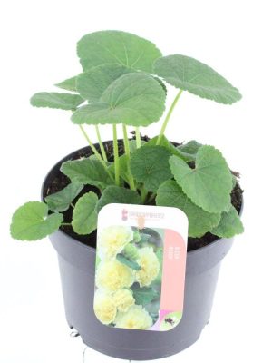 Alcea rosea Chart. Double Yellow - Vaxtinredarna.se
