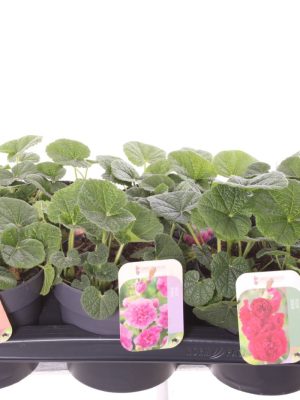 Alcea rosea - Vaxtinredarna.se