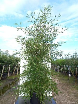 Alnus glutinosa 'Imperialis' - Vaxtinredarna.se
