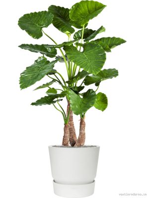 Alocasia calidora in Greenville - Vaxtinredarna.se