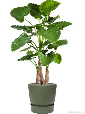 Alocasia calidora in Greenville - Vaxtinredarna.se