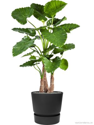 Alocasia calidora in Greenville - Vaxtinredarna.se