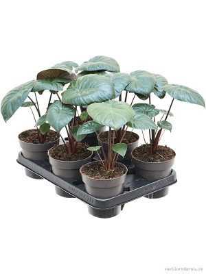 Alocasia 'Chocolate Green' 6/tray - Vaxtinredarna.se