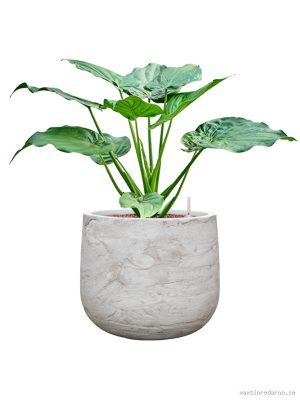 Alocasia cucullata in Baq Algar - Vaxtinredarna.se