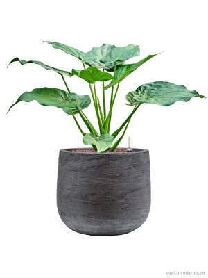 Alocasia cucullata in Baq Algar