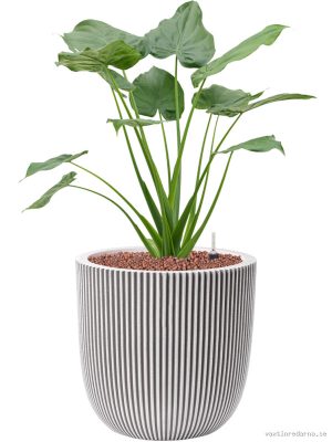 Alocasia cucullata in Capi Nature Groove NL