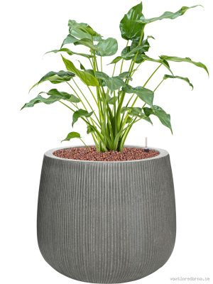 Alocasia cucullata in Ridged Vertically - Vaxtinredarna.se