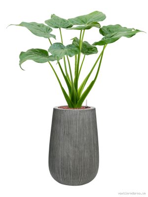 Alocasia cucullata in Ridged Vertically - Vaxtinredarna.se