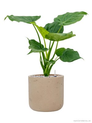 Alocasia cucullata in Rough - Vaxtinredarna.se
