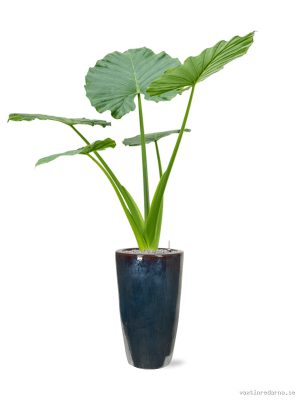 Alocasia macrorrhizos in Plain - Vaxtinredarna.se