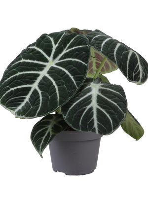 Alocasia Ninja - Vaxtinredarna.se
