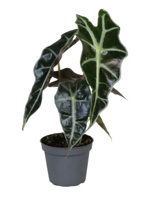 Alocasia 'Polly' - Vaxtinredarna.se