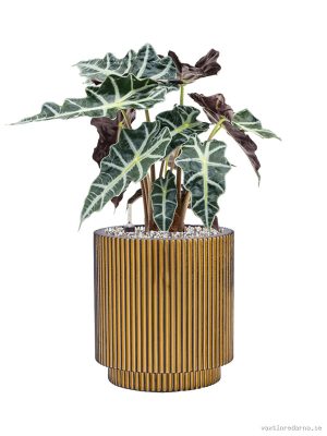 Alocasia 'Polly' in Capi Nature Groove - Vaxtinredarna.se