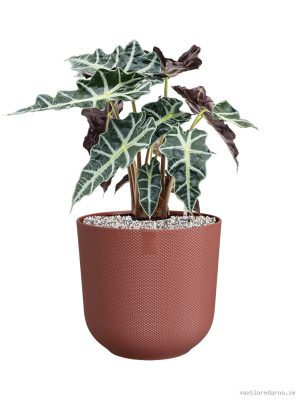 Alocasia 'Polly' in Jazz - Vaxtinredarna.se