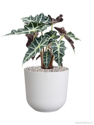 Alocasia 'Polly' in Jazz - Vaxtinredarna.se