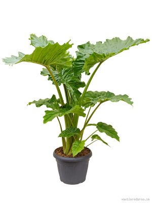 Alocasia 'Portodora' - Vaxtinredarna.se