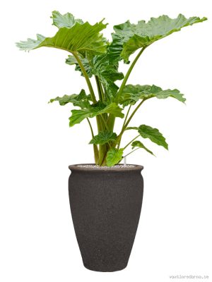 Alocasia 'Portodora' in Mediterranean