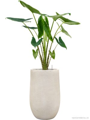 Alocasia zebrina in Antwerp - Vaxtinredarna.se