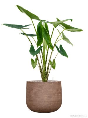 Alocasia zebrina in Baq Algar - Vaxtinredarna.se