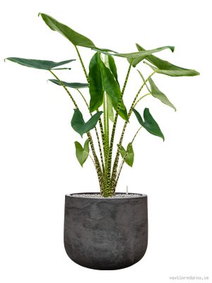 Alocasia zebrina in Baq Algar - Vaxtinredarna.se