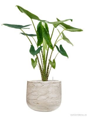 Alocasia zebrina in Baq Algar - Vaxtinredarna.se