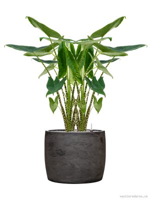 Alocasia zebrina in Baq Algar - Vaxtinredarna.se