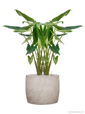 Alocasia zebrina in Baq Algar - Vaxtinredarna.se