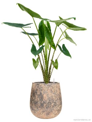 Alocasia zebrina in Baq Atlas - Vaxtinredarna.se