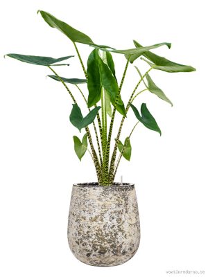 Alocasia zebrina in Baq Atlas - Vaxtinredarna.se