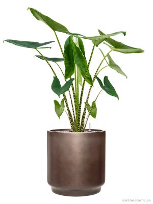 Alocasia zebrina in Baq Gradient - Vaxtinredarna.se