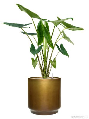 Alocasia zebrina in Baq Gradient - Vaxtinredarna.se