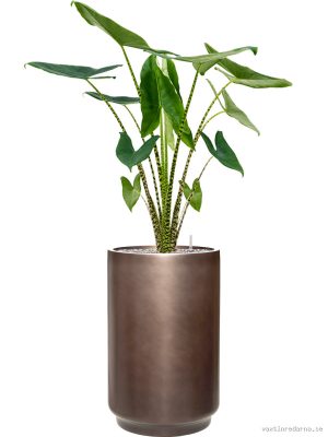 Alocasia zebrina in Baq Gradient - Vaxtinredarna.se