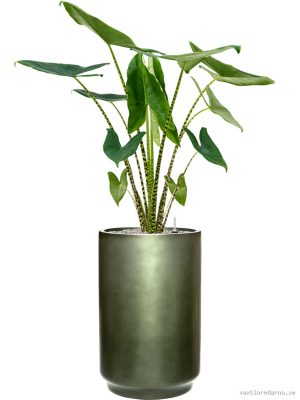 Alocasia zebrina in Baq Gradient