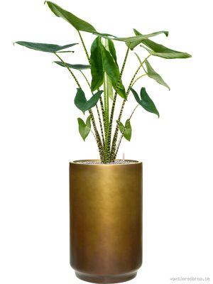 Alocasia zebrina in Baq Gradient - Vaxtinredarna.se