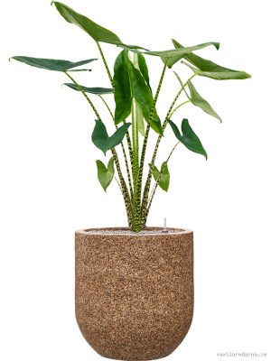 Alocasia zebrina in Baq Naturescast - Vaxtinredarna.se