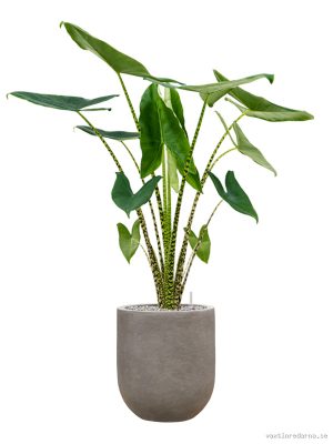 Alocasia zebrina in Baq Nucast - Vaxtinredarna.se