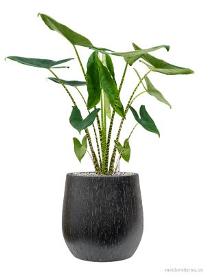 Alocasia zebrina in Baq Raindrop - Vaxtinredarna.se