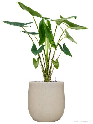 Alocasia zebrina in Baq Raindrop - Vaxtinredarna.se
