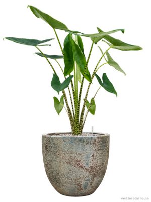 Alocasia zebrina in Baq Sandora - Vaxtinredarna.se