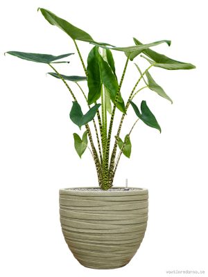 Alocasia zebrina in Baq Tornado - Vaxtinredarna.se
