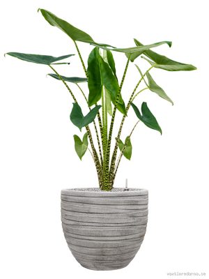 Alocasia zebrina in Baq Tornado - Vaxtinredarna.se