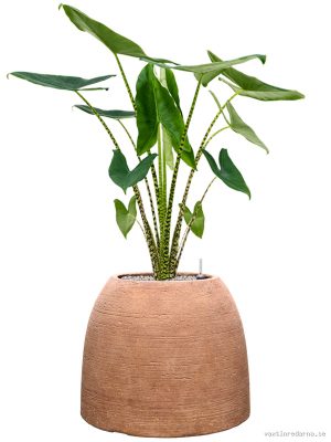 Alocasia zebrina in Colorado - Vaxtinredarna.se