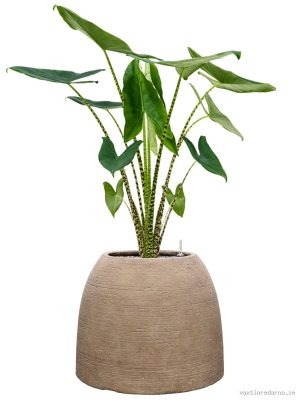 Alocasia zebrina in Colorado - Vaxtinredarna.se