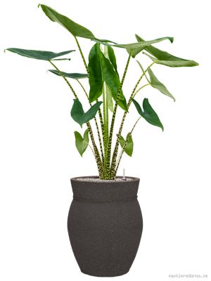 Alocasia zebrina in Mediterranean - Vaxtinredarna.se